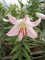 [1767 MarcoPolo EVR No01.JPG]